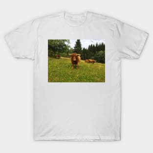 Scottish Highland Cattle Cows 2073 T-Shirt